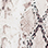 SNAKE SKIN